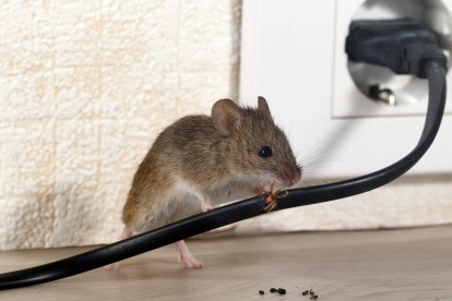 Pest Control in Caterham, Chaldon, Woldingham, CR3. Call Now! 020 8166 9746
