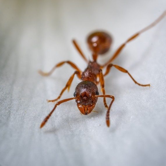 Field Ants, Pest Control in Caterham, Chaldon, Woldingham, CR3. Call Now! 020 8166 9746