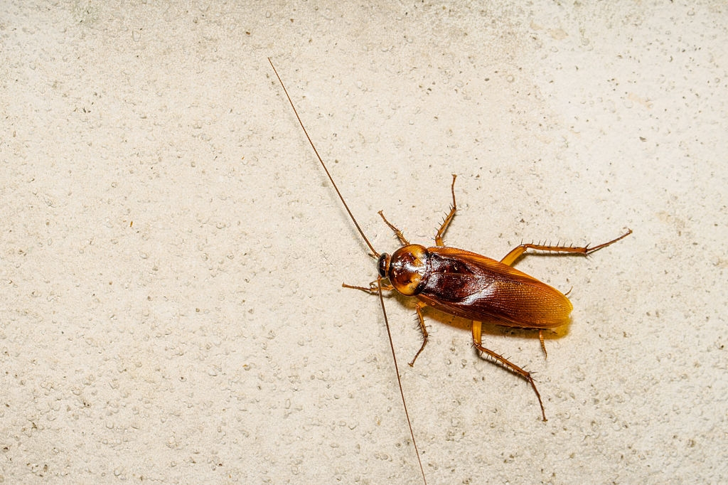 Cockroach Control, Pest Control in Caterham, Chaldon, Woldingham, CR3. Call Now 020 8166 9746