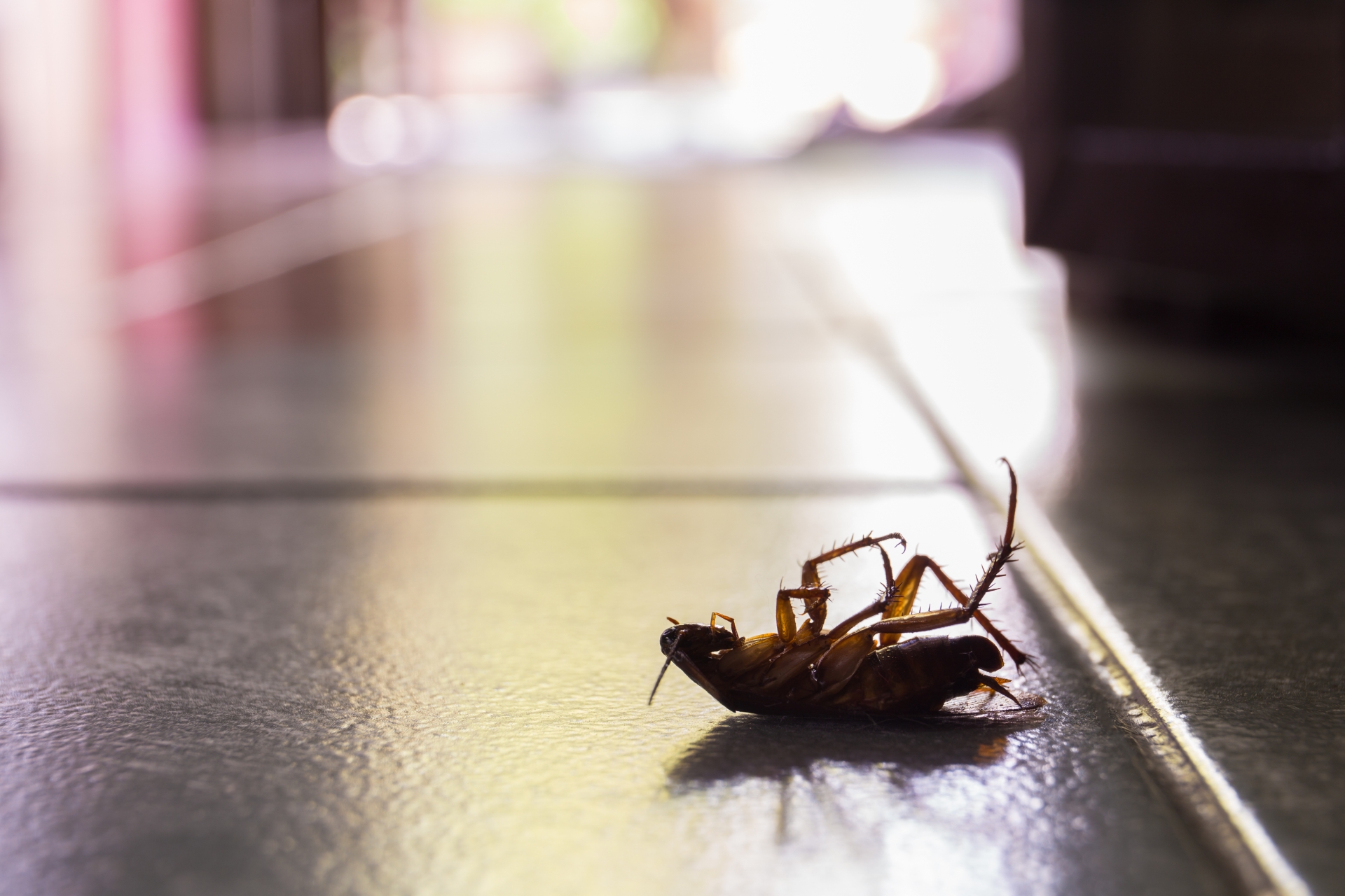 Cockroach Control, Pest Control in Caterham, Chaldon, Woldingham, CR3. Call Now 020 8166 9746