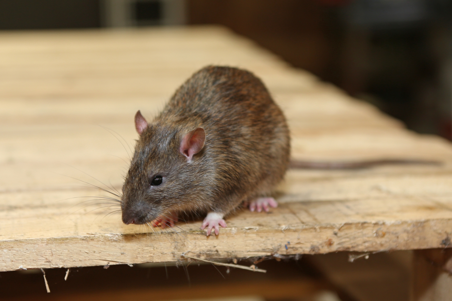 Rat extermination, Pest Control in Caterham, Chaldon, Woldingham, CR3. Call Now 020 8166 9746