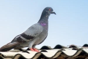 Pigeon Pest, Pest Control in Caterham, Chaldon, Woldingham, CR3. Call Now 020 8166 9746